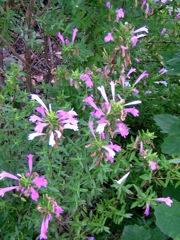 Mexican Oregano loves the summer heat! Picture taken at The Herb Cottage 
