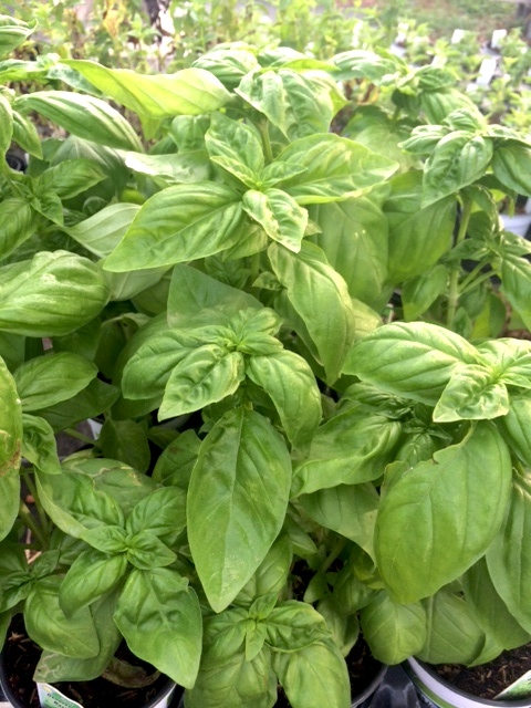 Fresh Basil in the garden.