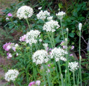 Garlic Chives in flower. These flower during the hottest time of the year!