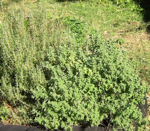 Rosemary and Oregano Plants