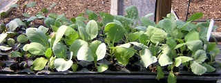 caul_seedlings