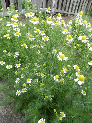 chamomile_garden