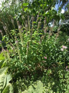 African Blue Basil at The Herb Cottage 