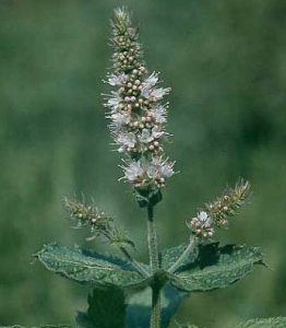 Mint Flower- don't be afraid to let your mints flower. The flowers bring beneficial insects to your garden. Use the flowers in teas and drinks, too!