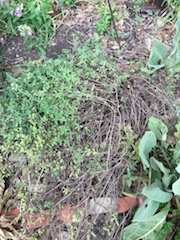 Terribly overgrown Greek Oregano. Lots of bare stems. I'll prune to the soil level here and dry the leaves for use in the kitchen.