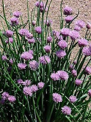 Chives in Bloom