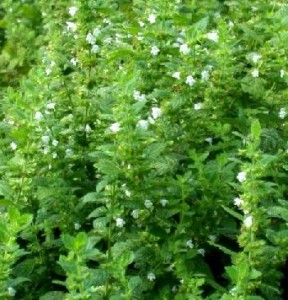 Lemon Balm in flower.