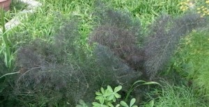 Bronze Fennel seems to stay more compact than the green type.