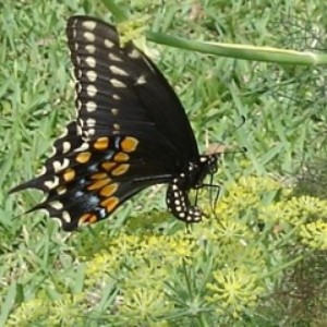 Swallowtail Butterfly on Dill