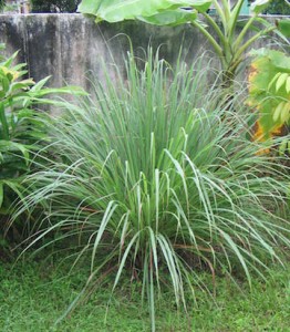 Healthy lemon grass plant.