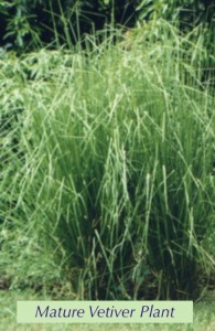 mature_vetiver_plant