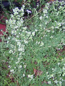 Blooming Greek Oregano. Picture taken at The Herb Cottage