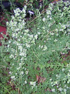 Blooming Greek Oregano. Picture taken at The Herb Cottage 