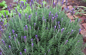 Spanish Lavender Plant
