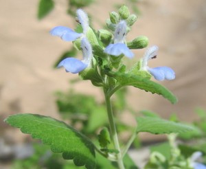 Blue Shrub Sage