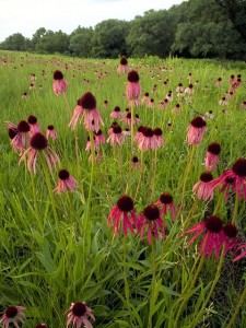 Echinacea purpurea