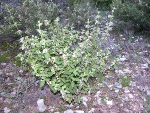 Lippia graveolens, Mexican Oregano