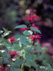 Bee Balm Plant