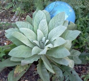 Mullein