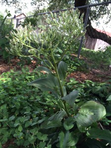 Plantain Plant