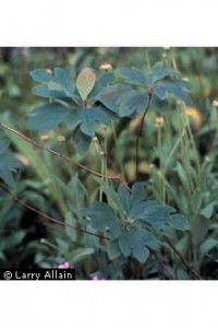 Leaves of the Sassafras Tree