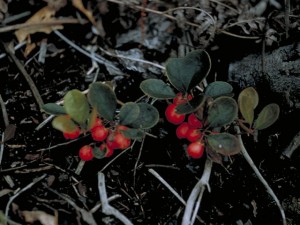 Wintergreen leaves and berries