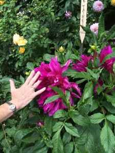 Giant Dahlias at Filoli