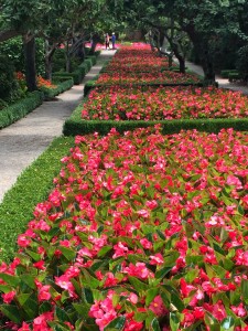 Begonias at Filoli