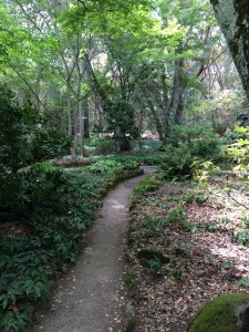 Shady Pathway at Filoli