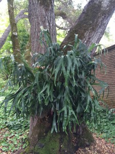 Staghorn Fern