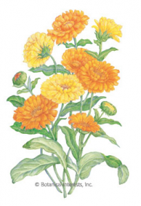 Calendula