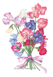 Sweet Peas