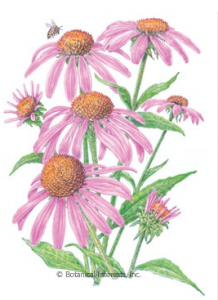 Echinacea or Cone Flower