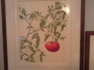 Botanical Print- tomato
