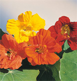 Nasturtiums