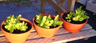 lettuce_bowls