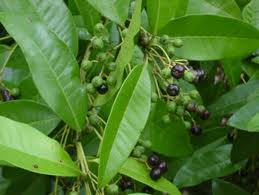 Allspice Tree Foliage and Berries