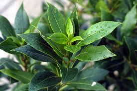 Bay Leaves