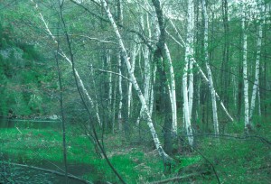 Birch Trees