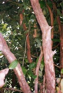 Cinnamon Tree