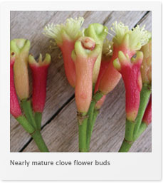 Immature Clove Buds
