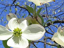 Spring Dogwood Blossom