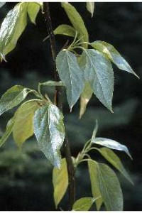 Balsam Poplar Tree