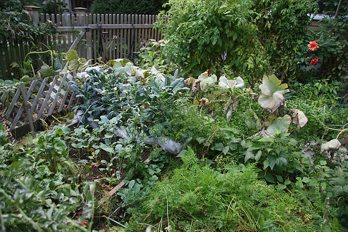 overgrown_garden