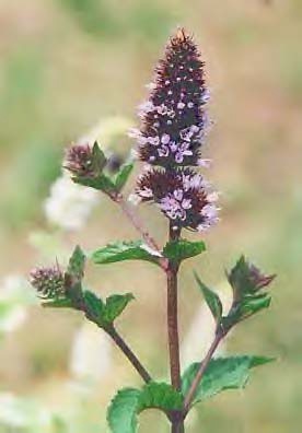 Peppermint Flower