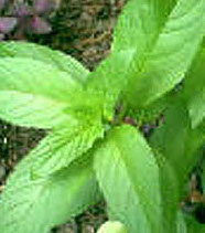 Peppermint Leaves