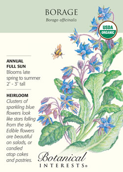 Water color painting of borage plant with gardening information