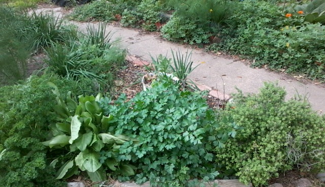 Winter Herb Bed