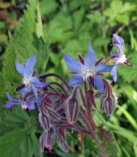 Blue Borage flowers with green leafy background