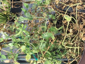 Tired Pea Vines!
